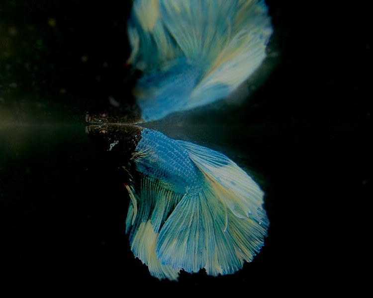 Male Half Moon Betta Siamese Fighting Fish - 3N3